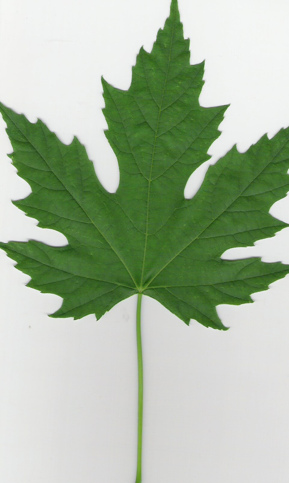 silver maple