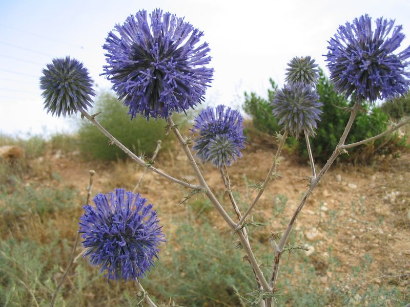 globe thistle