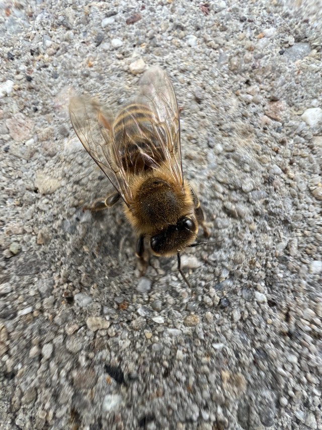 downed bee