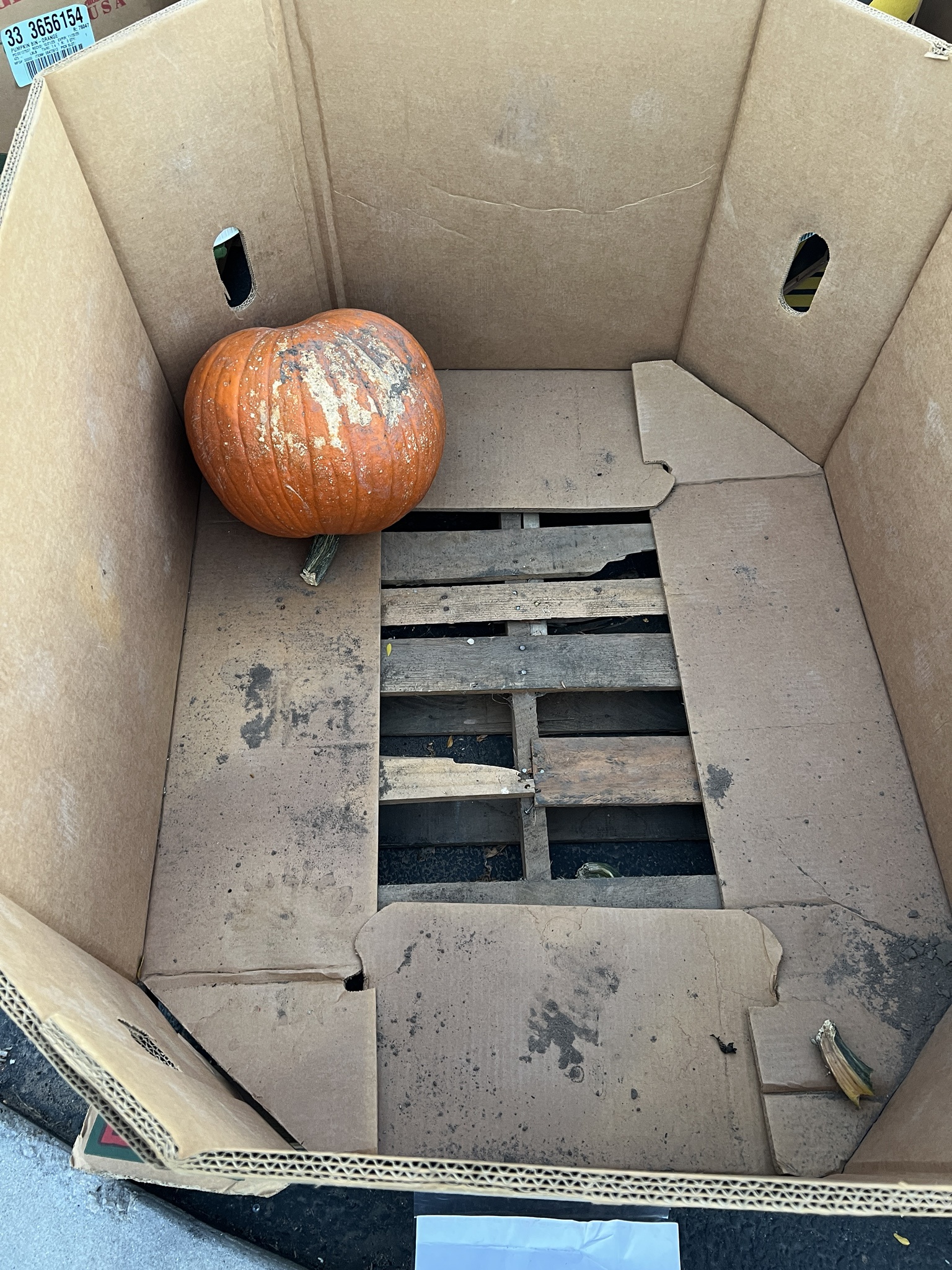 one more pumpkin left